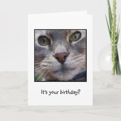 Surprized Cat, It's your birthday? cards. Funny birthday card featuring cat 