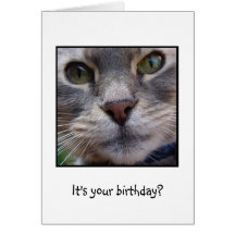 Surprized Cat, It's your birthday? Cards