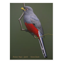 Surucua Trogon - hembra Tarjeta Postal