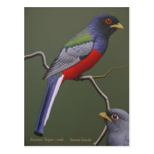 Surucua Trogon - varón Postal