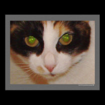 Sushi Kat posters