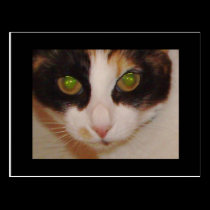 "Sushi Kitty" postcards