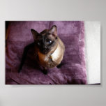 Sushi Poster