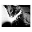 suspicious cat posters