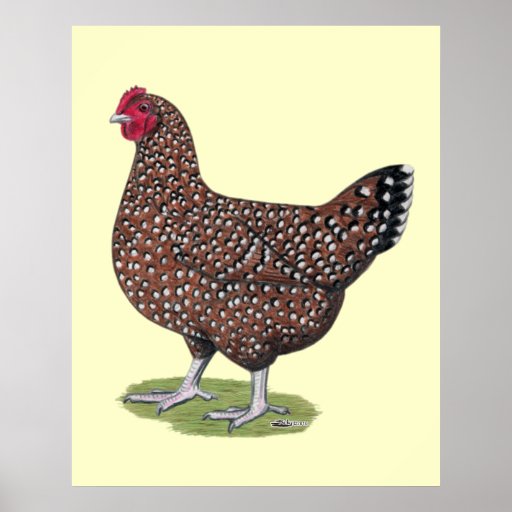 Sussex Speckled Hen Poster Zazzle