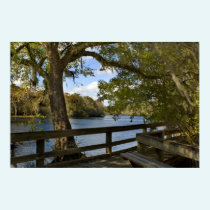 Suwannee River Boardwalk Print posters