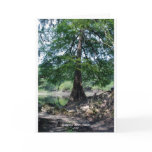 Suwannee River Original Photograph Card