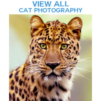 Wild Cats and Domestic Cats Photo Images Merchandise