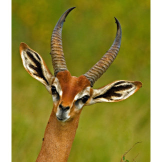 National Wildlife Federation®: Official Merchandise at Zazzle