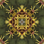 Natural Patterns