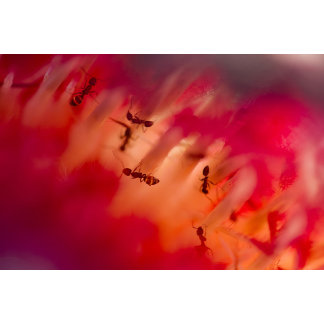 National Wildlife Federation®: Official Merchandise at Zazzle