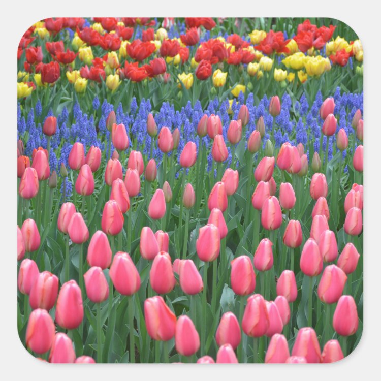 Colorful spring tulip garden square sticker