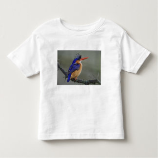 kingfisher beer t shirt