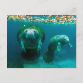 Manatee Gifts on Zazzle
