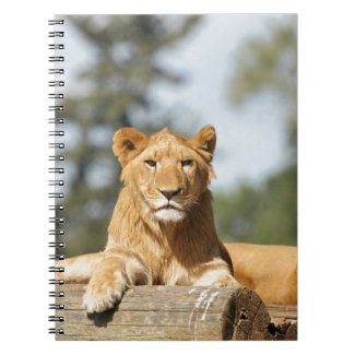 Female Lion Notebook