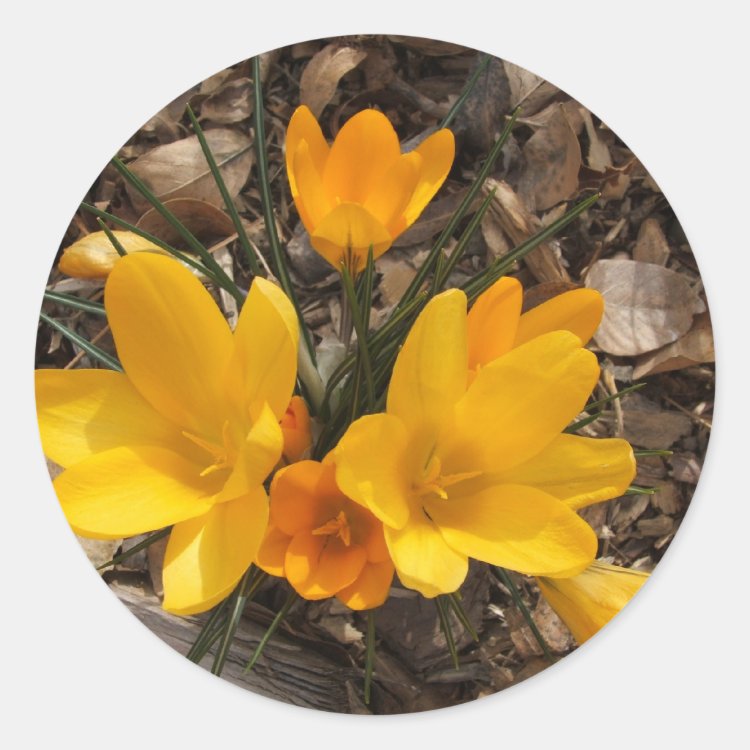 Sticker Rond Crocus jaune