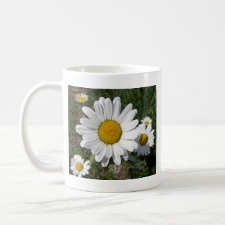 Shasta Daisy (Chrysanthemum maximum) Coffee Mug