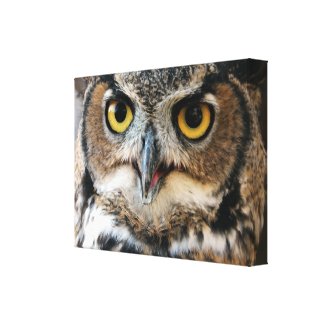 Great Horned Owl (Bubo virginianus) Canvas Print