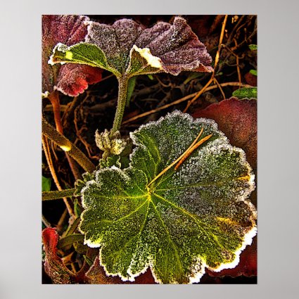 Frost on Red and Green Geranium Leaves Poster