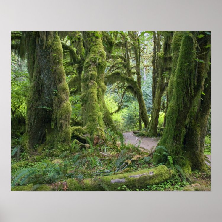 USA, Washington, Olympic National Park, Hoh Rain Poster