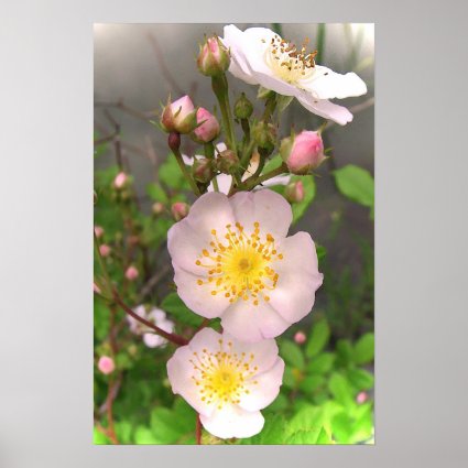 Wild Pink Rose Flowers Posters