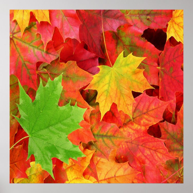 AUTUMN LEAVES POSTER