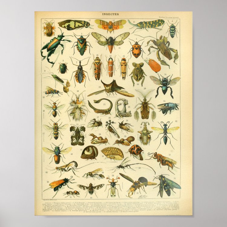 Vintage Farbe Insekt Kunstdruck