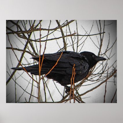 American Crow Poster