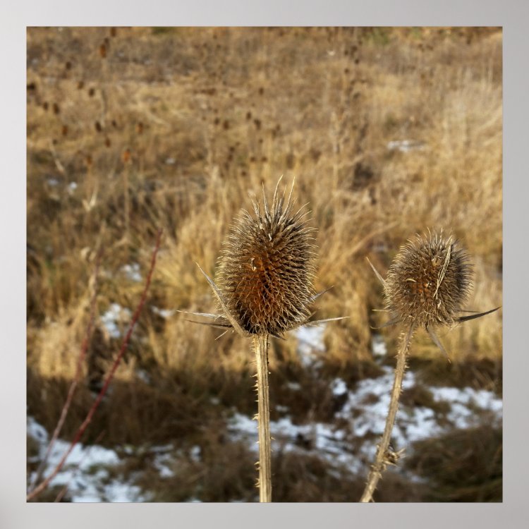 thistles in January Poster