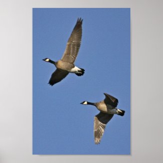 Lesser Canada Geese in Flight - goose flying Poster - working well together as a team
