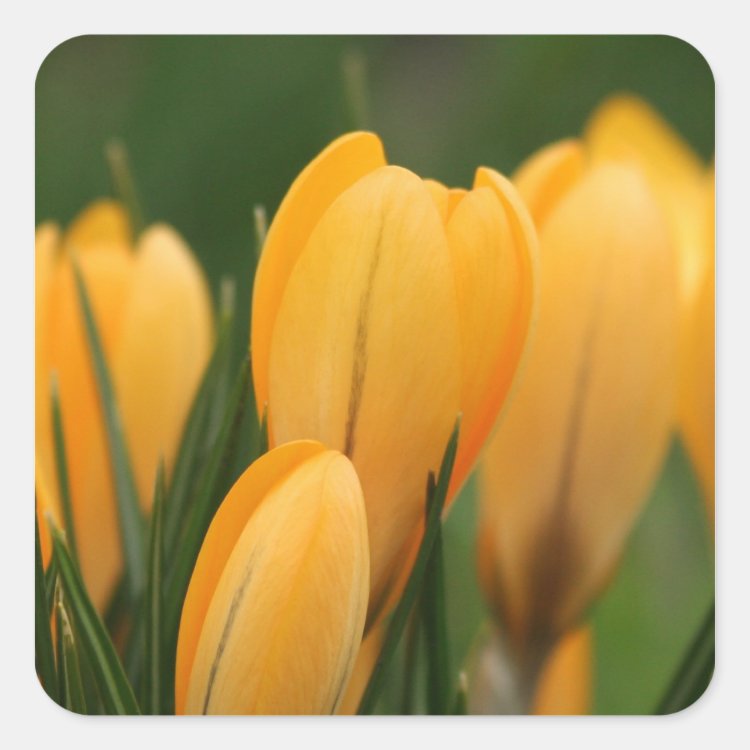 Spring Crocuses envelope sealer stickers