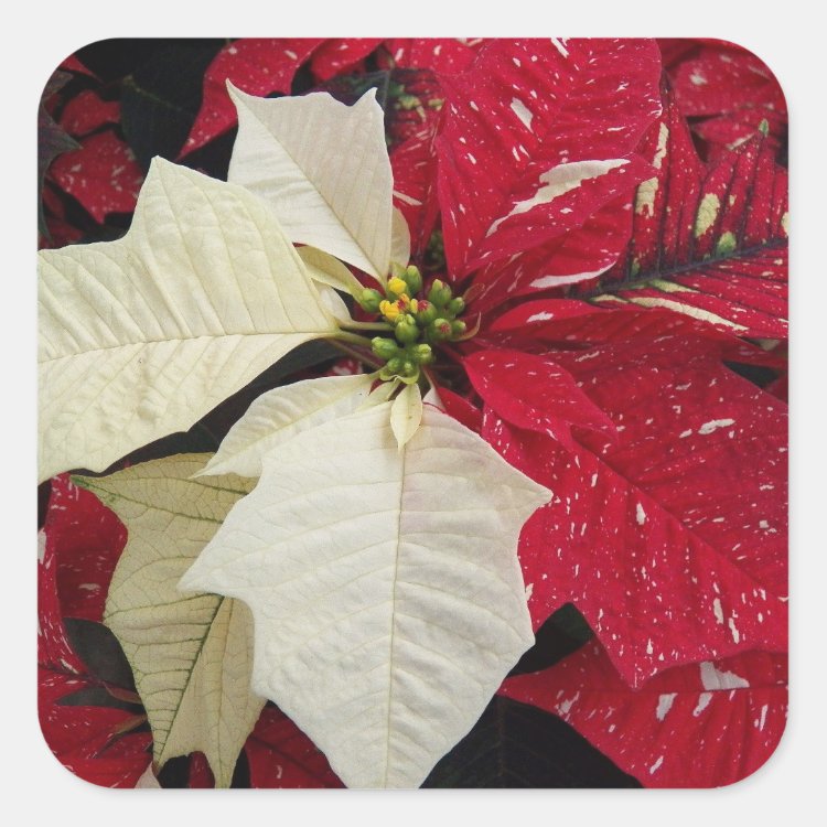 Red and White Poinsettia Holiday Square Sticker