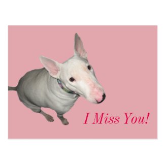 English Bull Terrier Sitting Pretty-I Miss You! Postcard