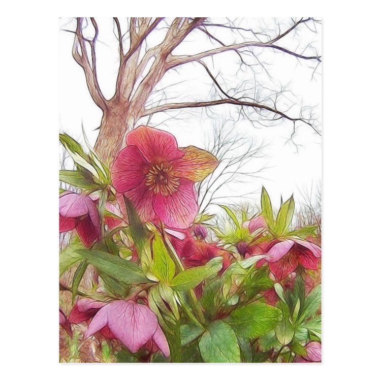 Garten-Szene - Helleborus und alte Eichen-Postkarte