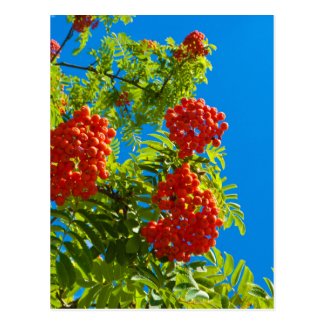 Rowan tree with red berries postcard