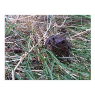 Little frog postcard