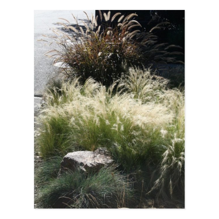 Ornamental Grasses Postcard