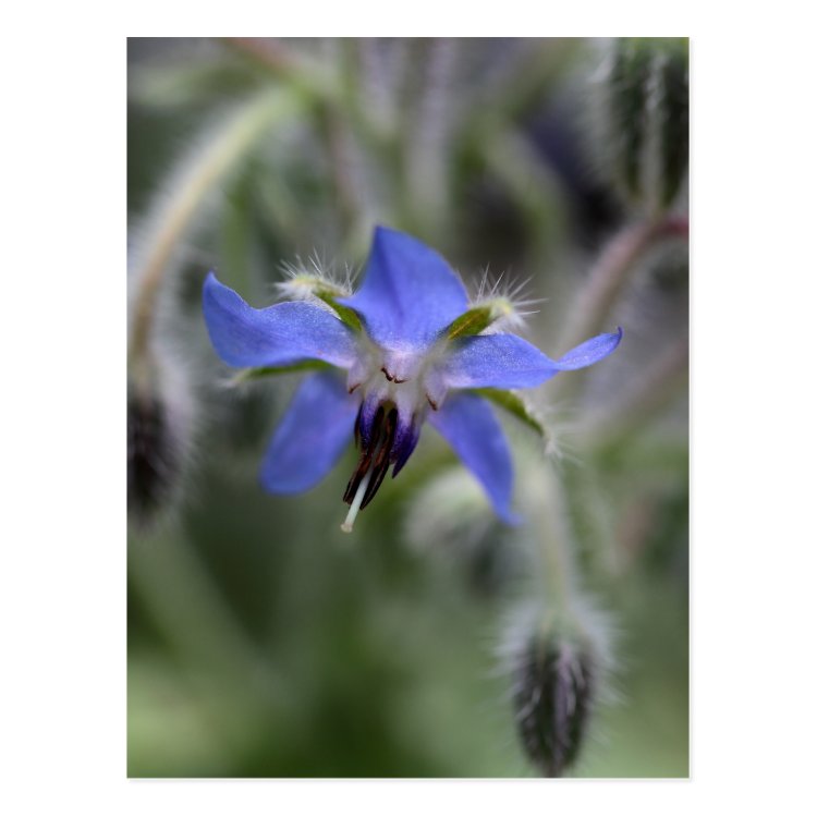 Bourrache (Borago officinalis) Carte postale