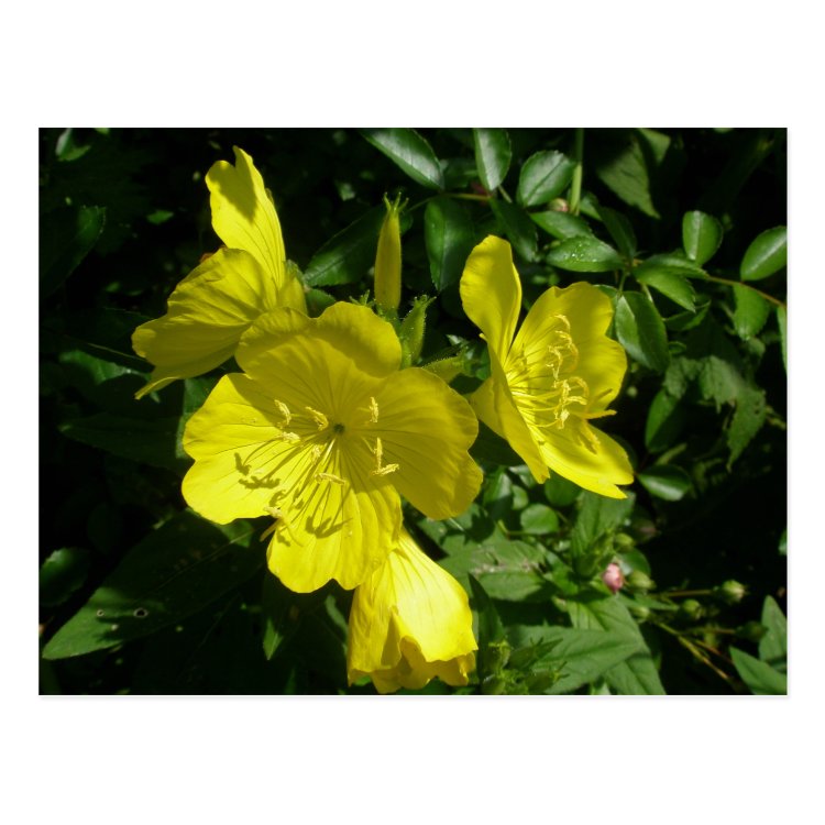 Sundrops Primrose Coordinating Items Postcard