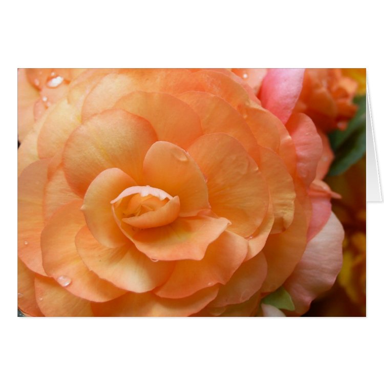 Peach Begonia Card