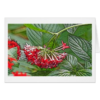 CLUSTER OF RED PENTAS LANCEOLATA /STAR FLOWER CARD