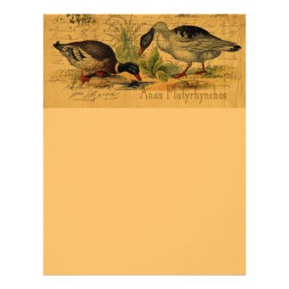 Mallards and Swan Collage Letterhead