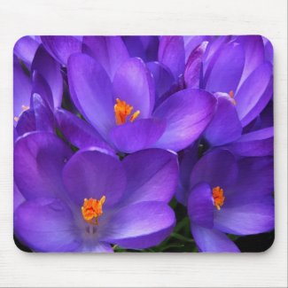 Purple crocus garden flowers mousepad
