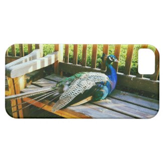 Peacock on the bench iPhone SE/5/5s case