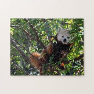 Red Panda Puzzle - Lounging