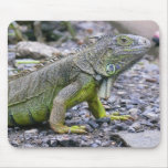 Svelte Green Iguana Mouse Mats