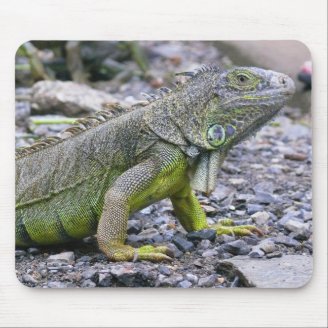 Svelte Green Iguana