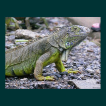 Svelte Green Iguana posters