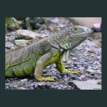 Svelte Green Iguana posters