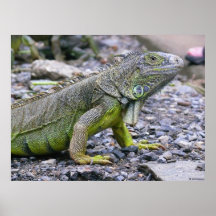 Svelte Green Iguana Print